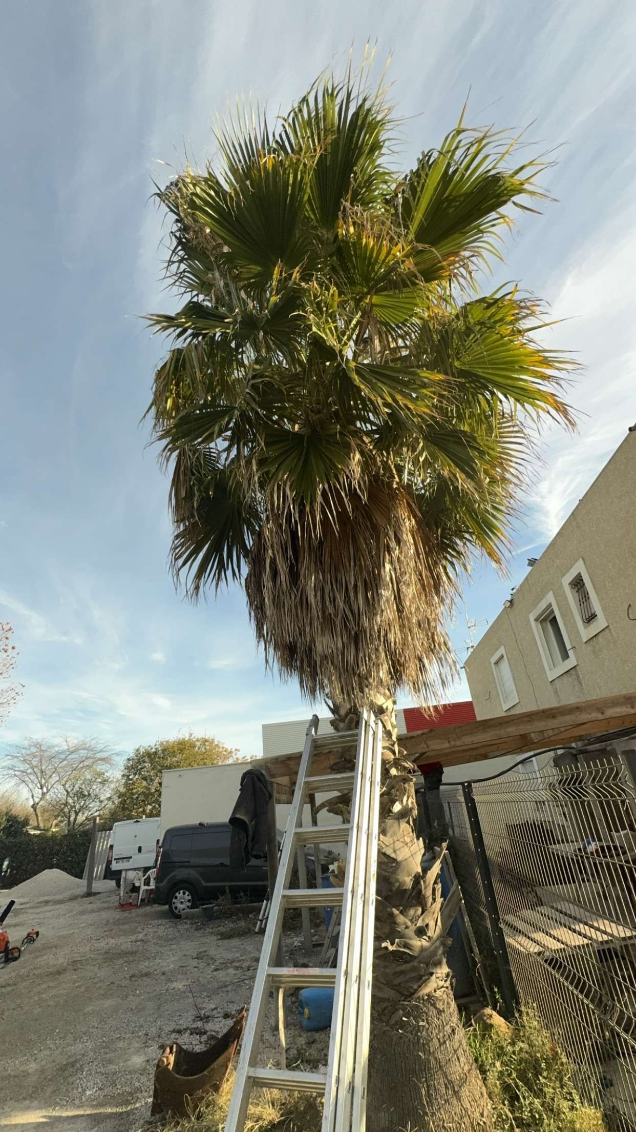 Deux grands palmiers se dressent dans un jardin au sol recouvert de gravier, entourés d'arbustes verts sous un ciel nuageux.