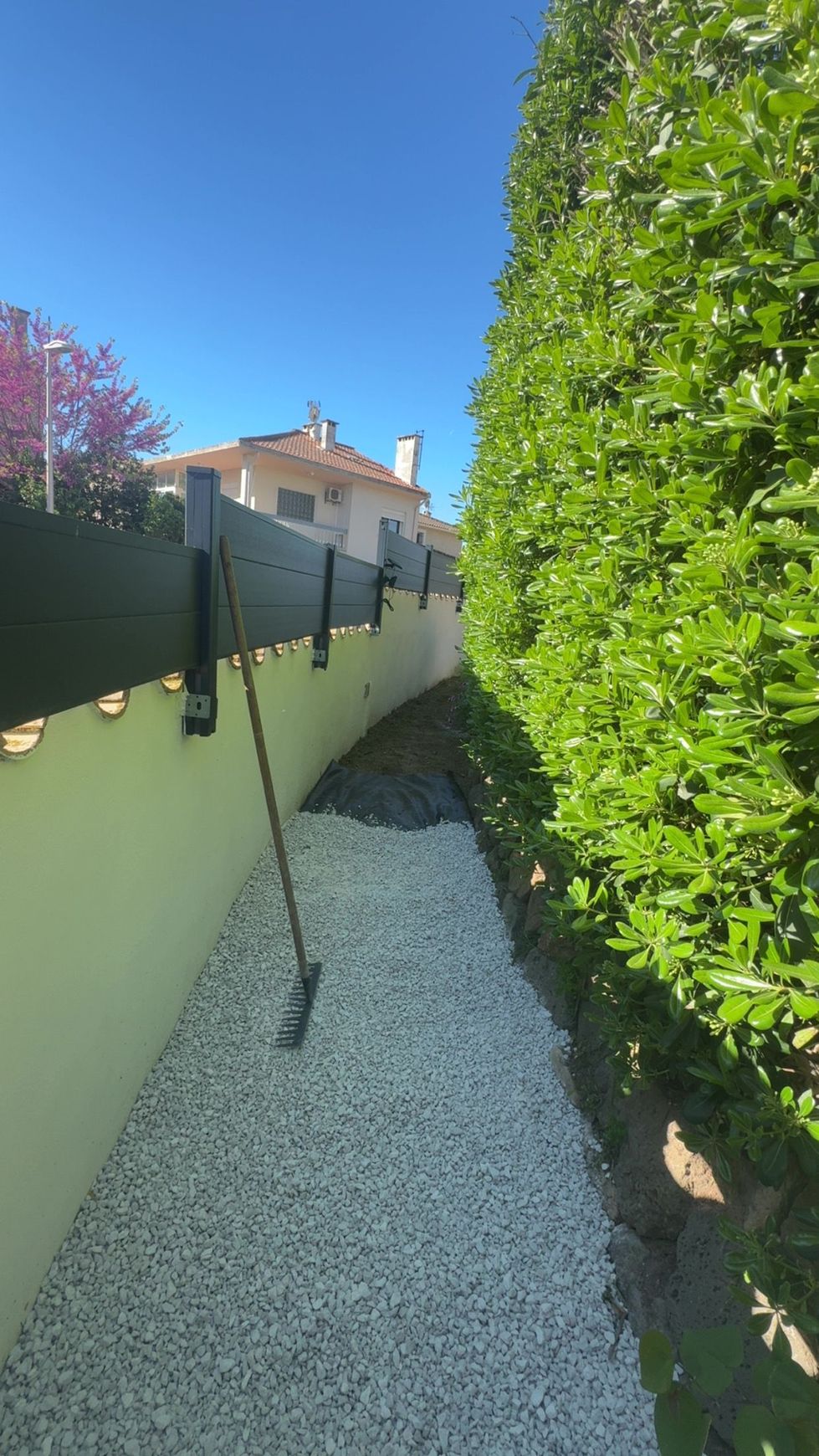 Un olivier se dresse dans une petite cour arrière gravillonnée, sous un ciel bleu, quelques branches taillées éparpillées sur le sol.