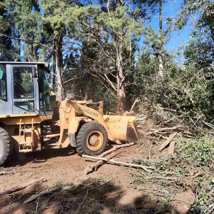 Cargador amarillo limpiando maleza en una zona boscosa.