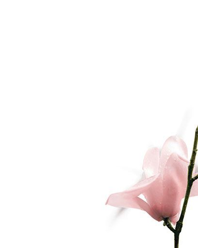 Bestattungsinstitut KOCH GmbH