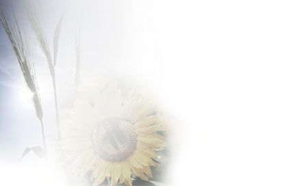 Bestattungsinstitut KOCH GmbH