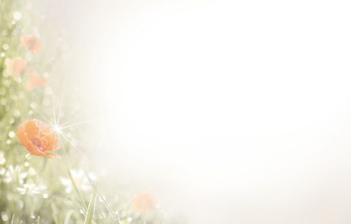 Bestattungsinstitut KOCH GmbH