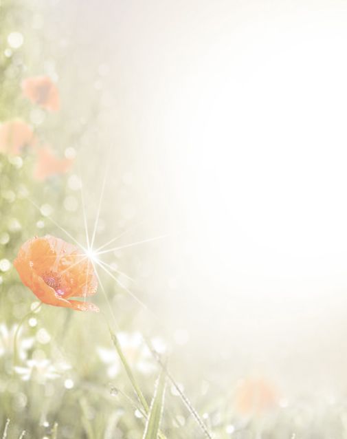 Bestattungsinstitut KOCH GmbH