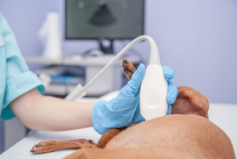 Ein Hund bekommt von einem Tierarzt eine Ultraschalluntersuchung.