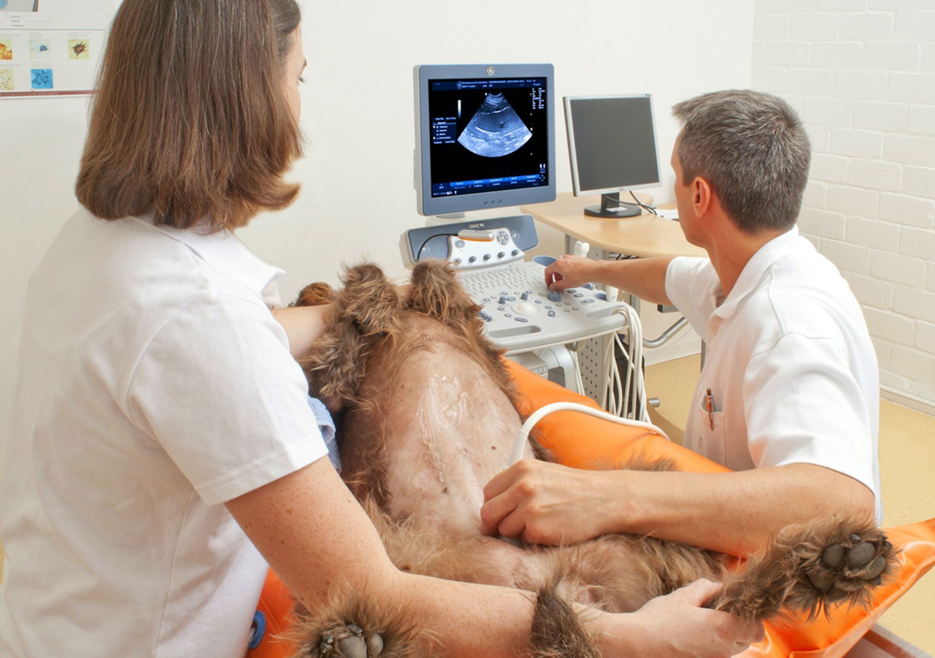 Ein Mann und eine Frau untersuchen einen Hund mit einem Ultraschallgerät