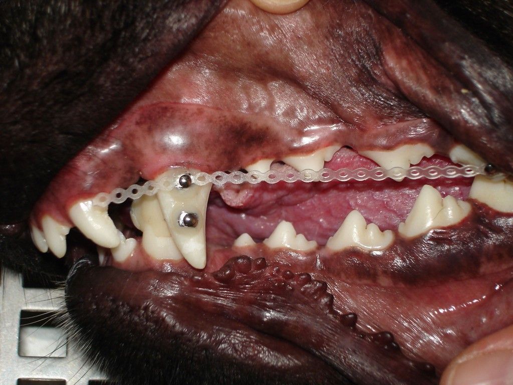 Eine Nahaufnahme der Zähne eines Hundes mit Zahnspange