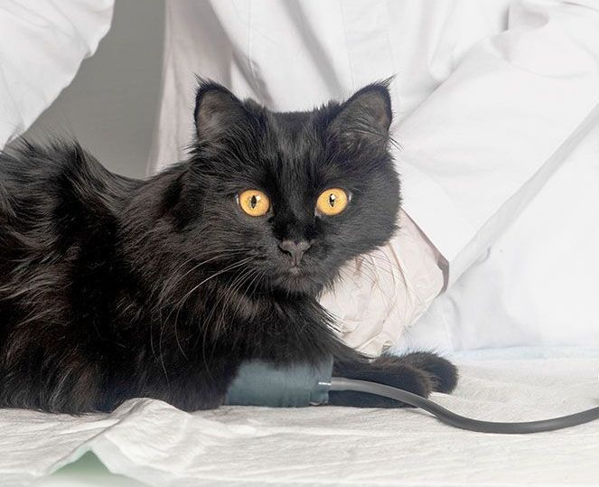 Eine Katze wird in einer Tierklinik von einem Tierarzt untersucht.