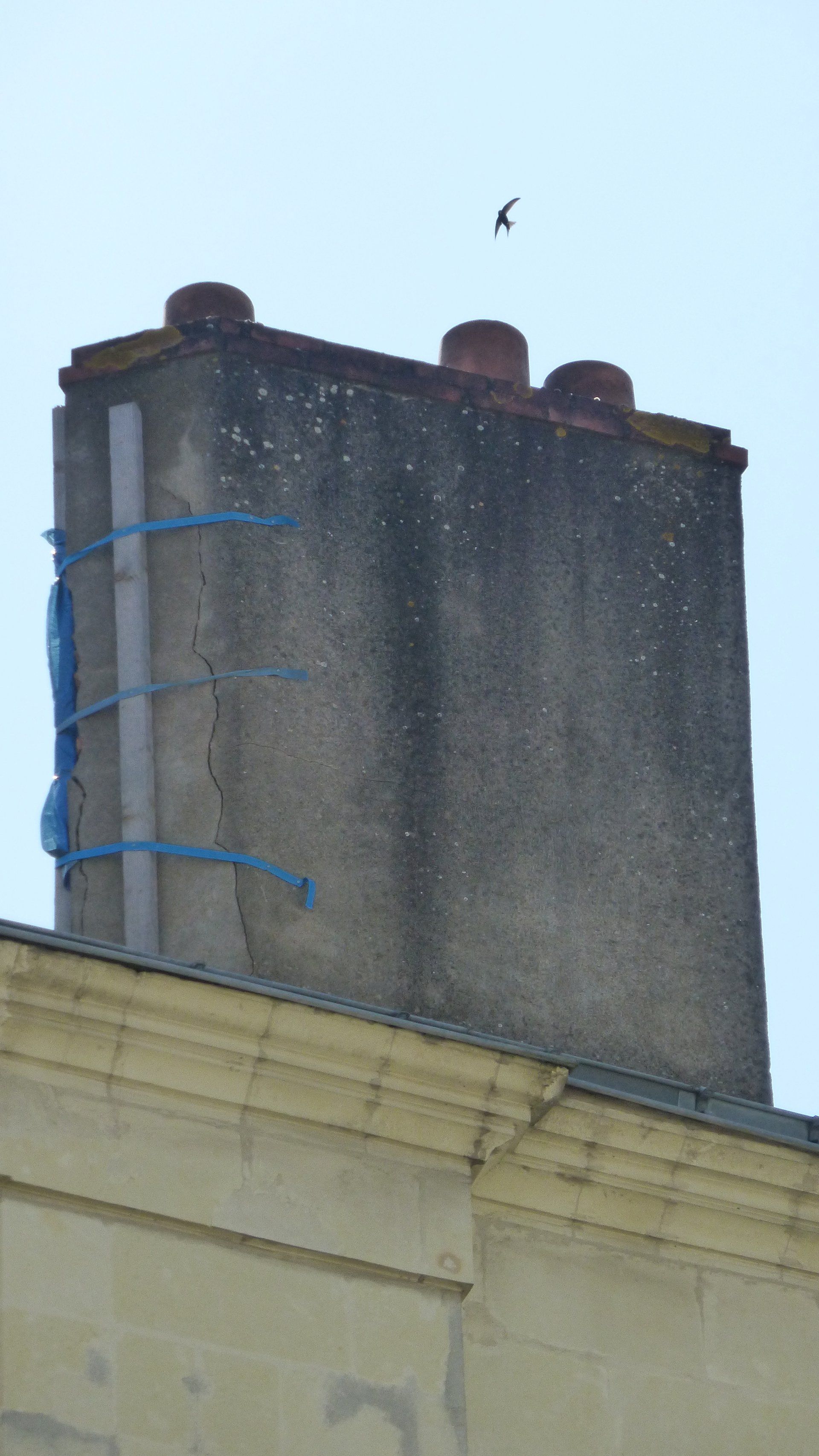 Rameau souche avant travaux