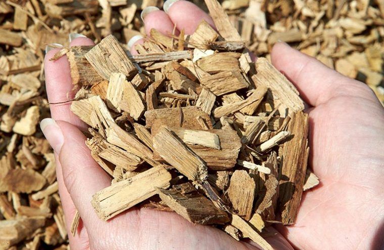 Des mains tenant un tas de copeaux de bois brun clair.