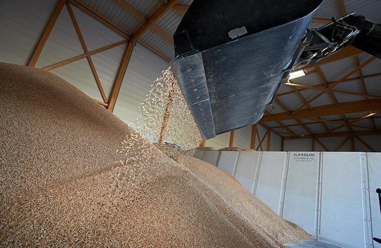 Des granulés sont déchargées d'une goulotte dans un grand tas à l'intérieur d'un bâtiment à ossature bois.