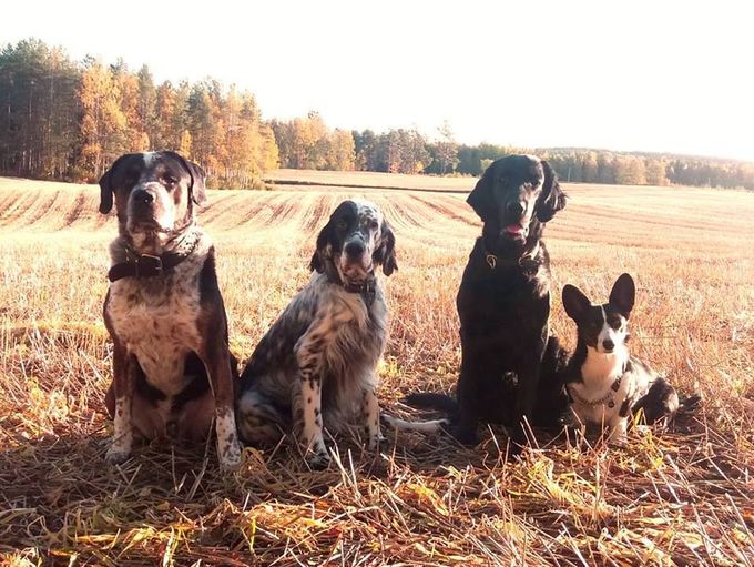 Eläinpalvelu Æesa Bra