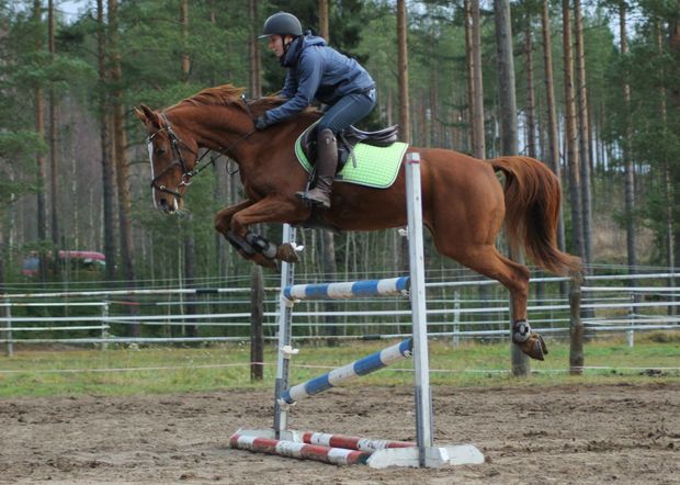 Eläinpalvelu Æesa Bra