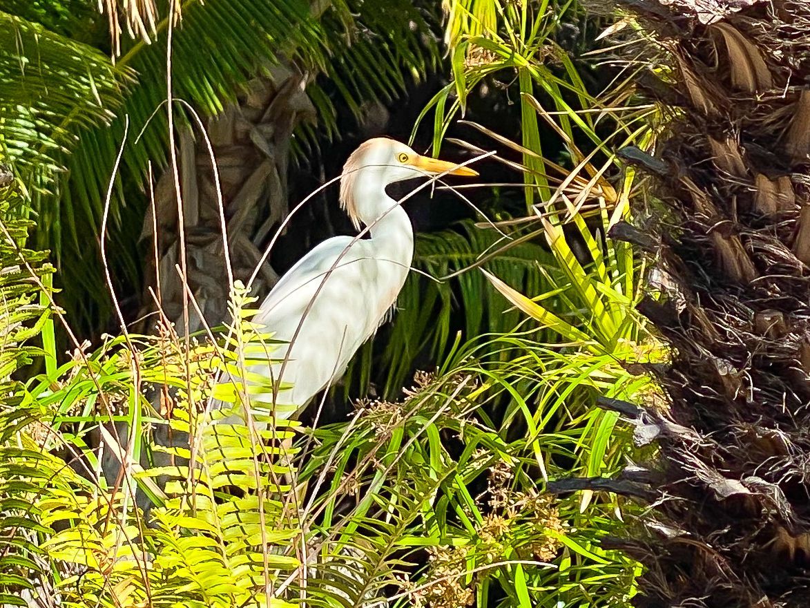 A white bird with a yellow beak is standing in the grass.