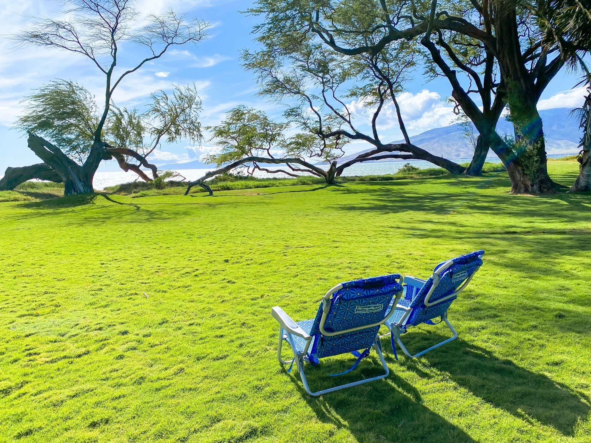 Two blue chairs are sitting in the middle of a lush green field.