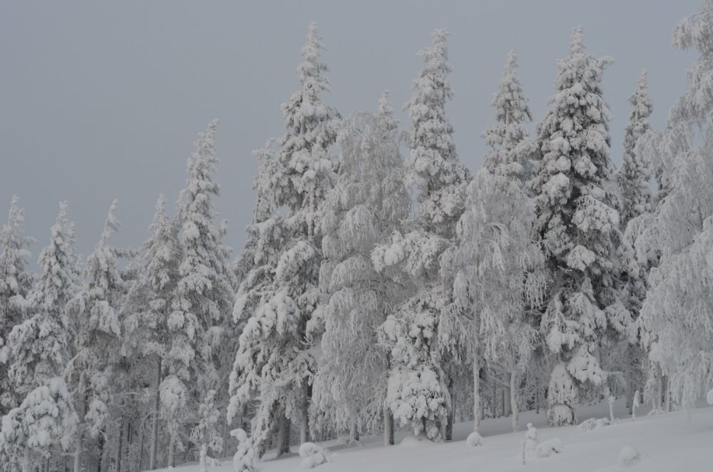 levinalppihuoneistot