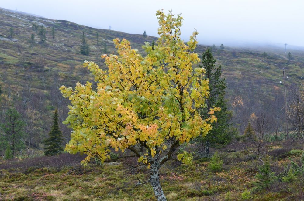 levinalppihuoneistot