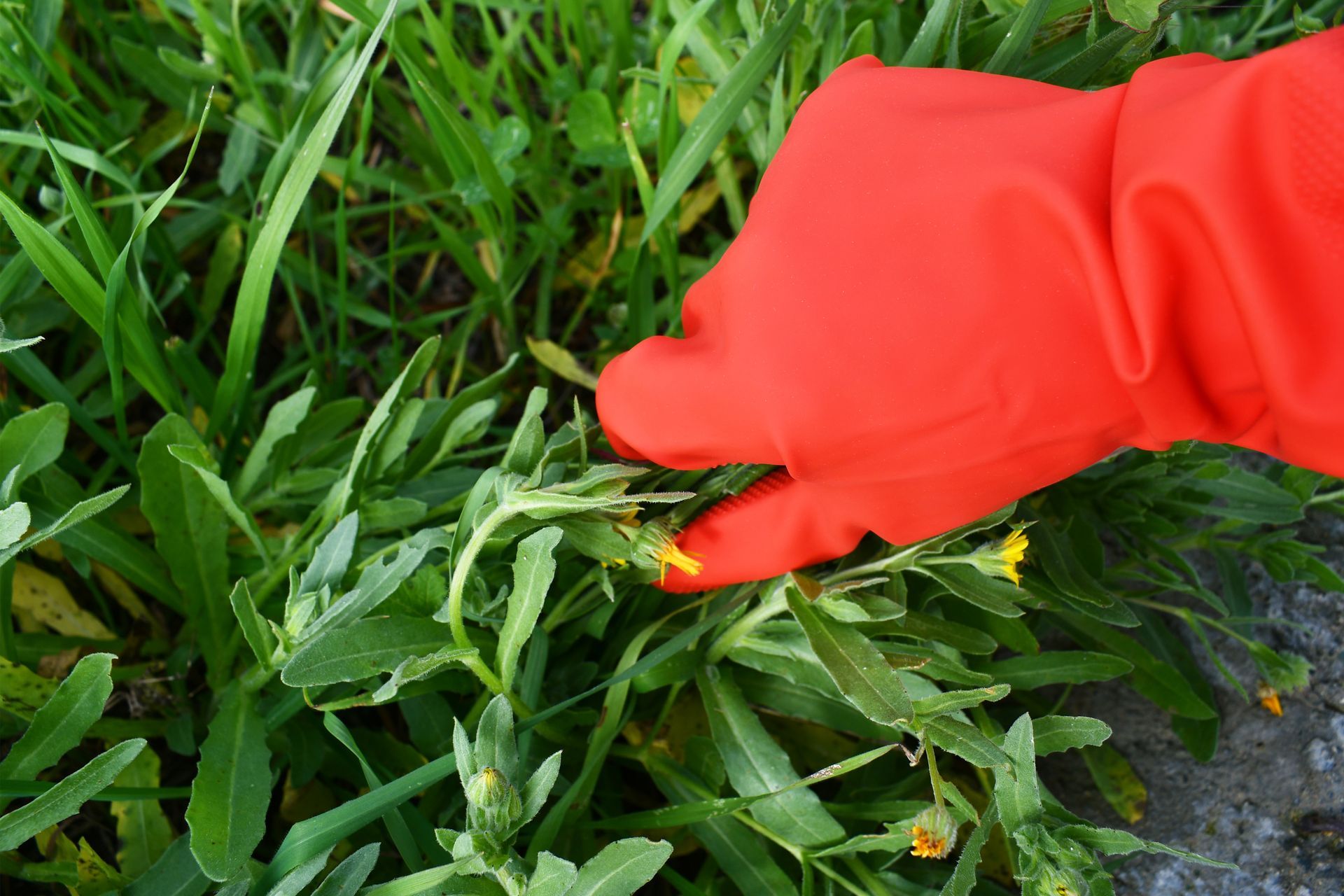 Utilisation de gants pour les mauvaises herbes