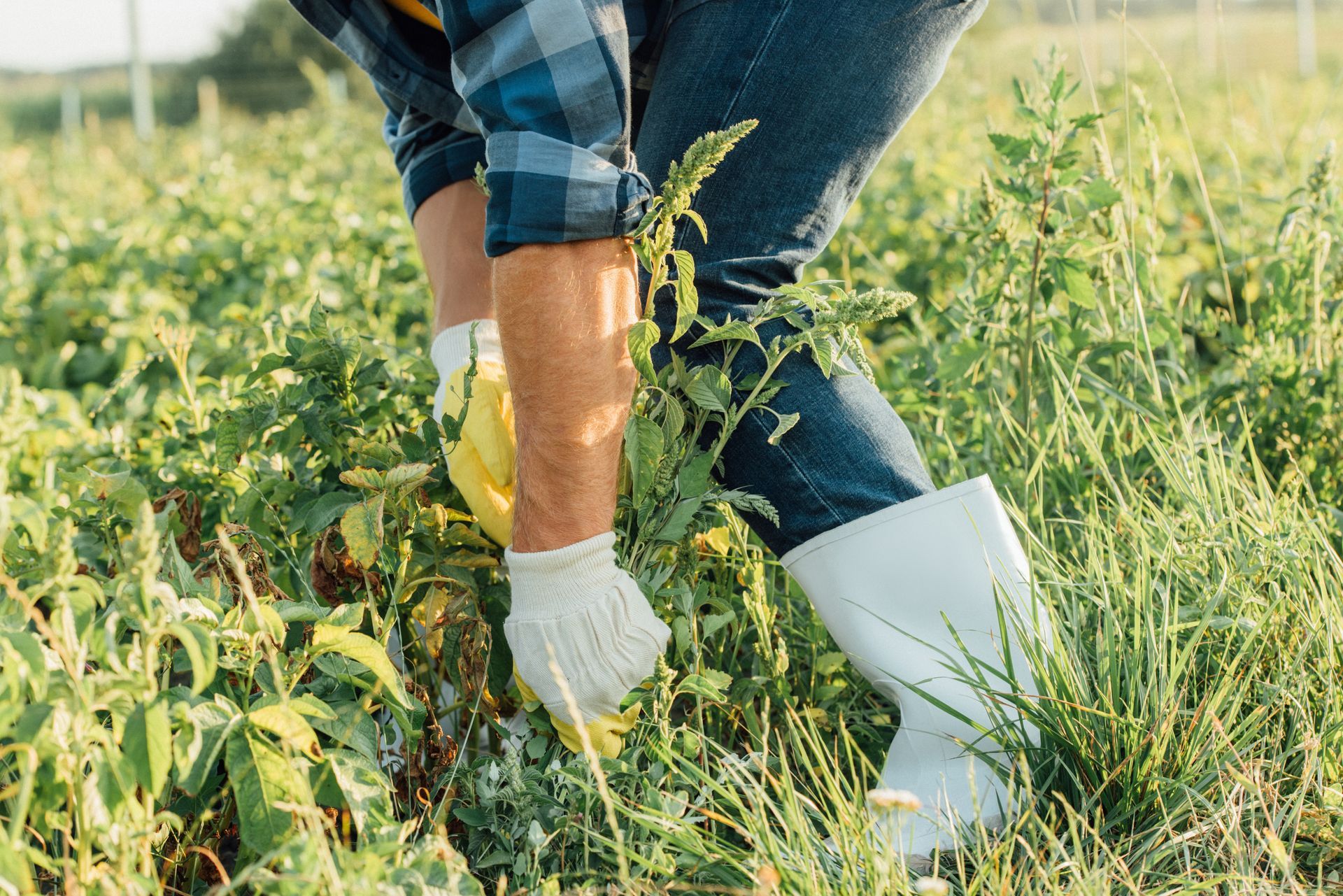 Suppression des mauvaises herbes