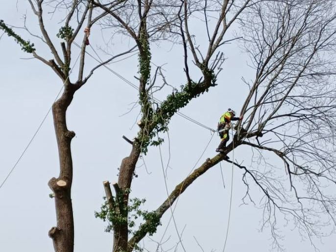 Élagueur-cordiste sur un arbre