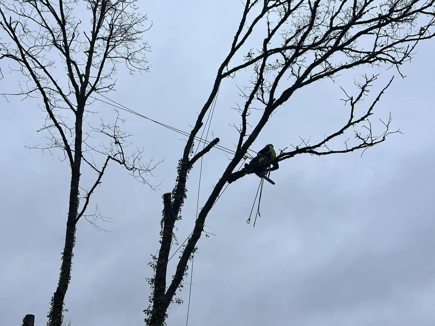 Expert élagueur pendant un abattage