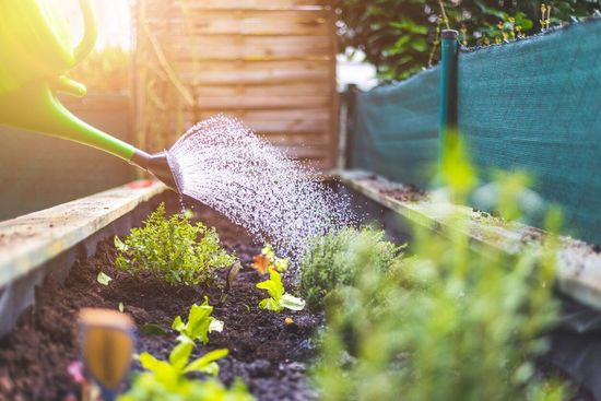 Uma pessoa está a regar plantas num jardim com um regador.