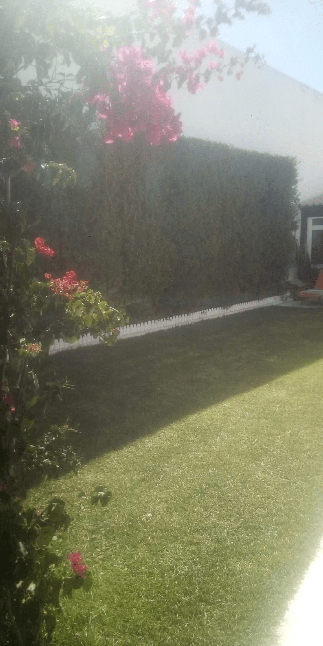 Um relvado com um arbusto com flores rosa em primeiro plano.