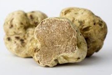 Tartufo bianco pregiato tipico del territorio di Gubbio