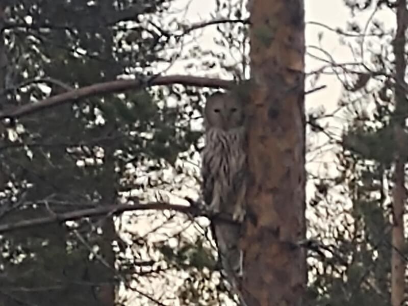 majoitussuomussmajoitussuomussalmialmi