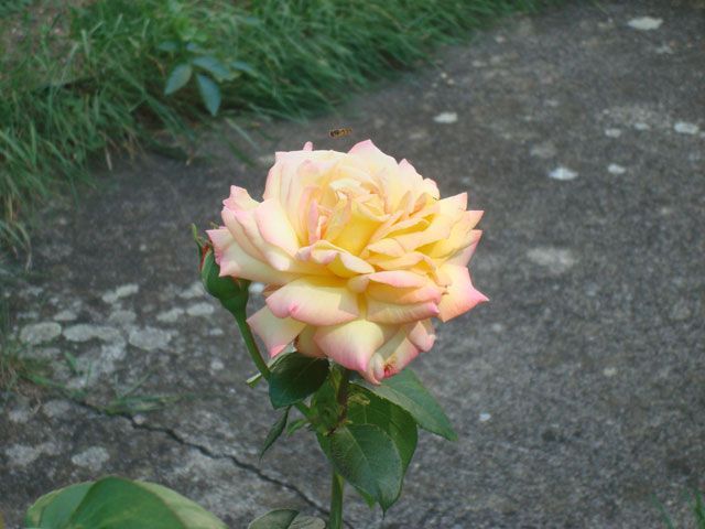 Rose, Foto von Au Relax