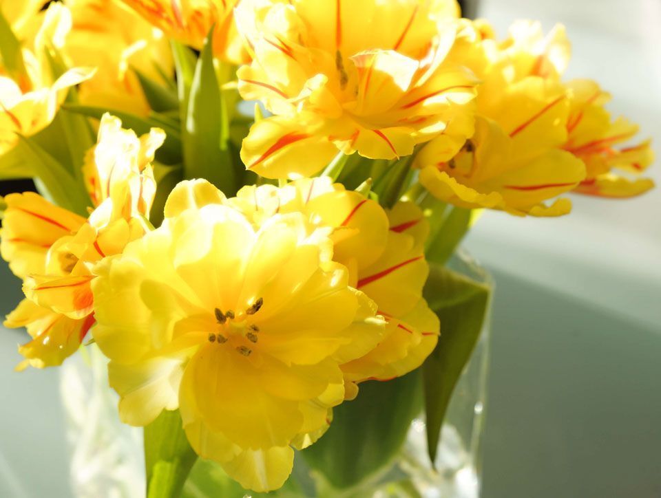 Rechtsanwältin Dr. Christiane Bardenheuer