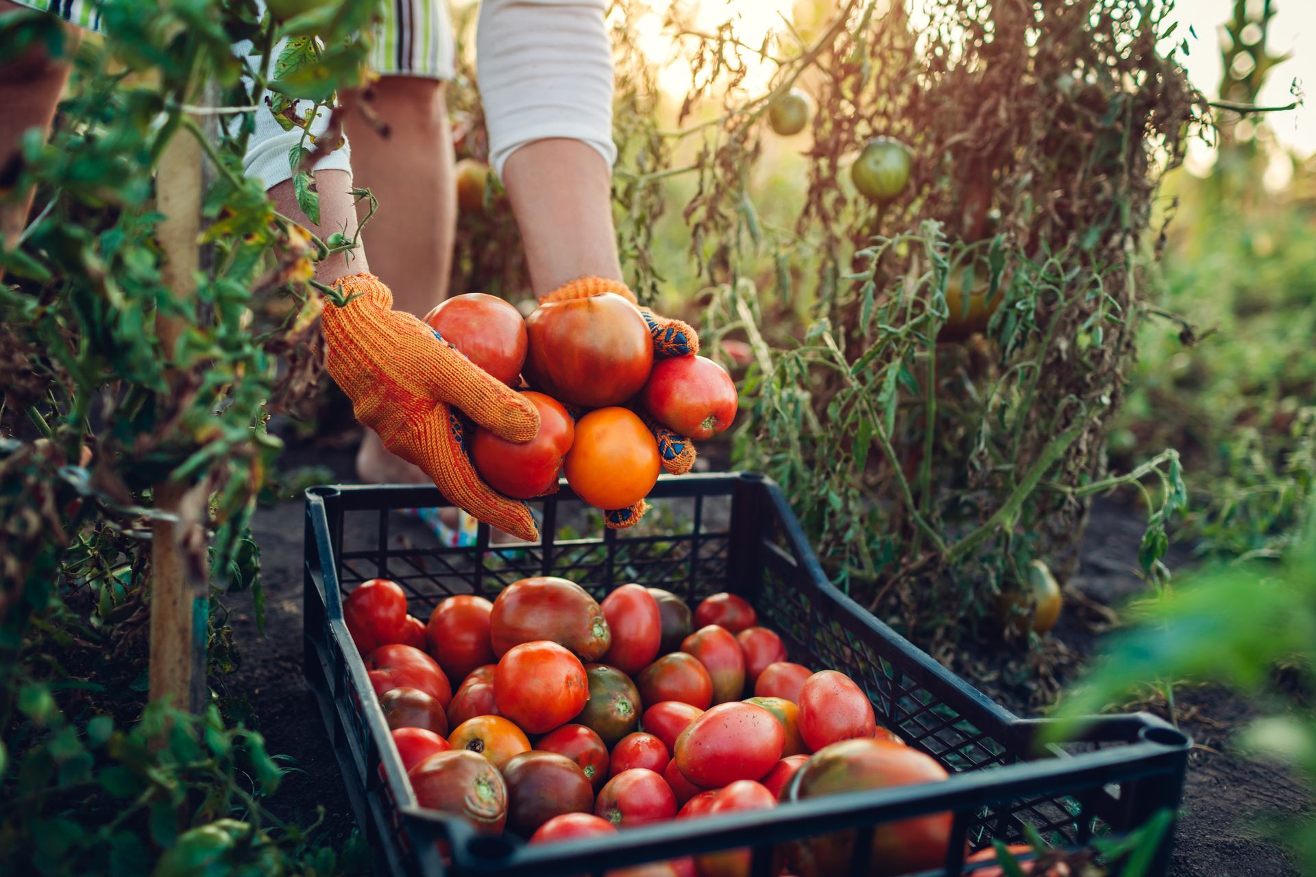 Femme qui ramasse des tomates