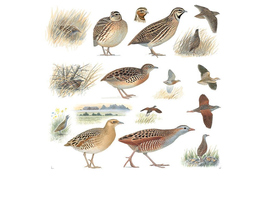 ПУТЕВОДИТЕЛЬ ПО ПТИЦАМ KOSMOS ДЛЯ ПУТЕШЕСТВИЙ