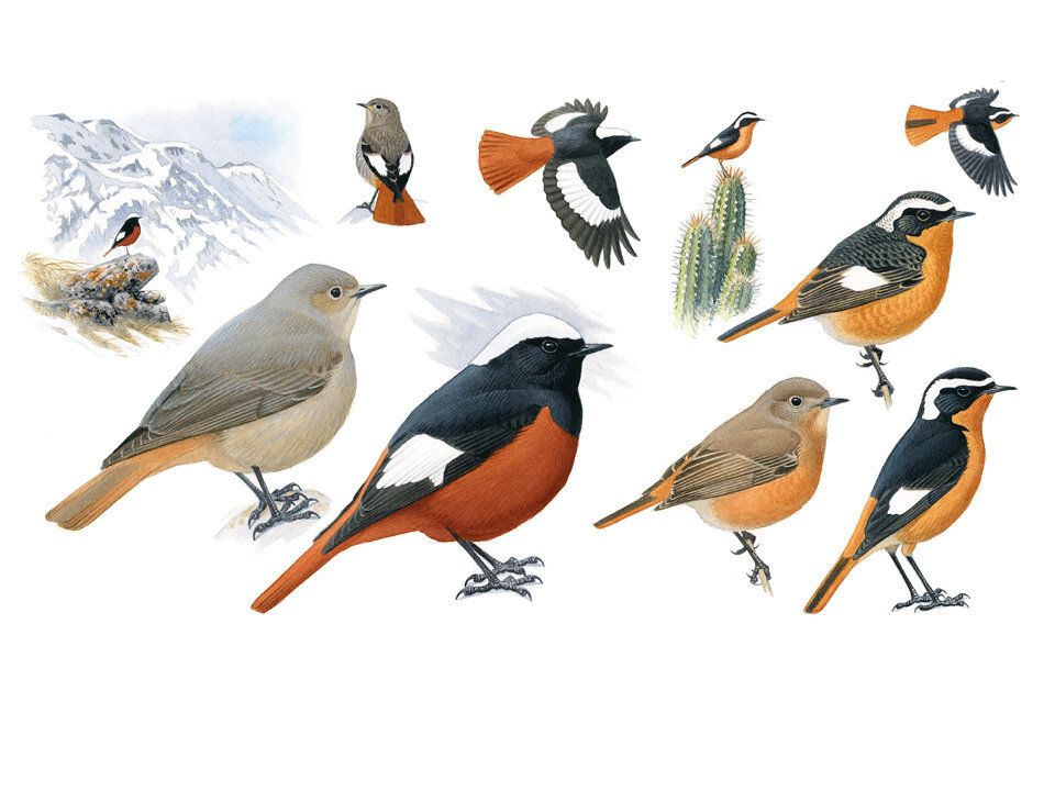 Большое издание справочника по птицам Космоса