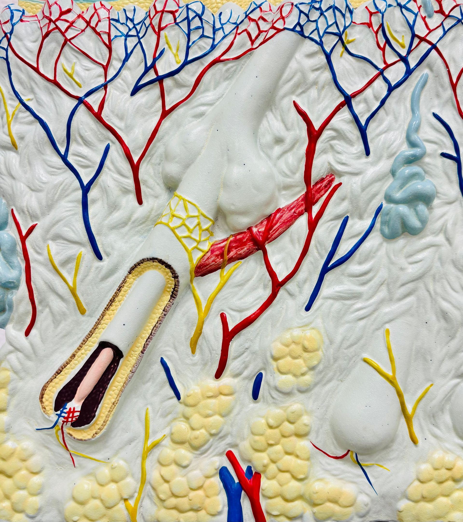 Querschnitt der Haut mit roten und blauen Blutgefäßen, gelben Nerven und weißen Strukturen.