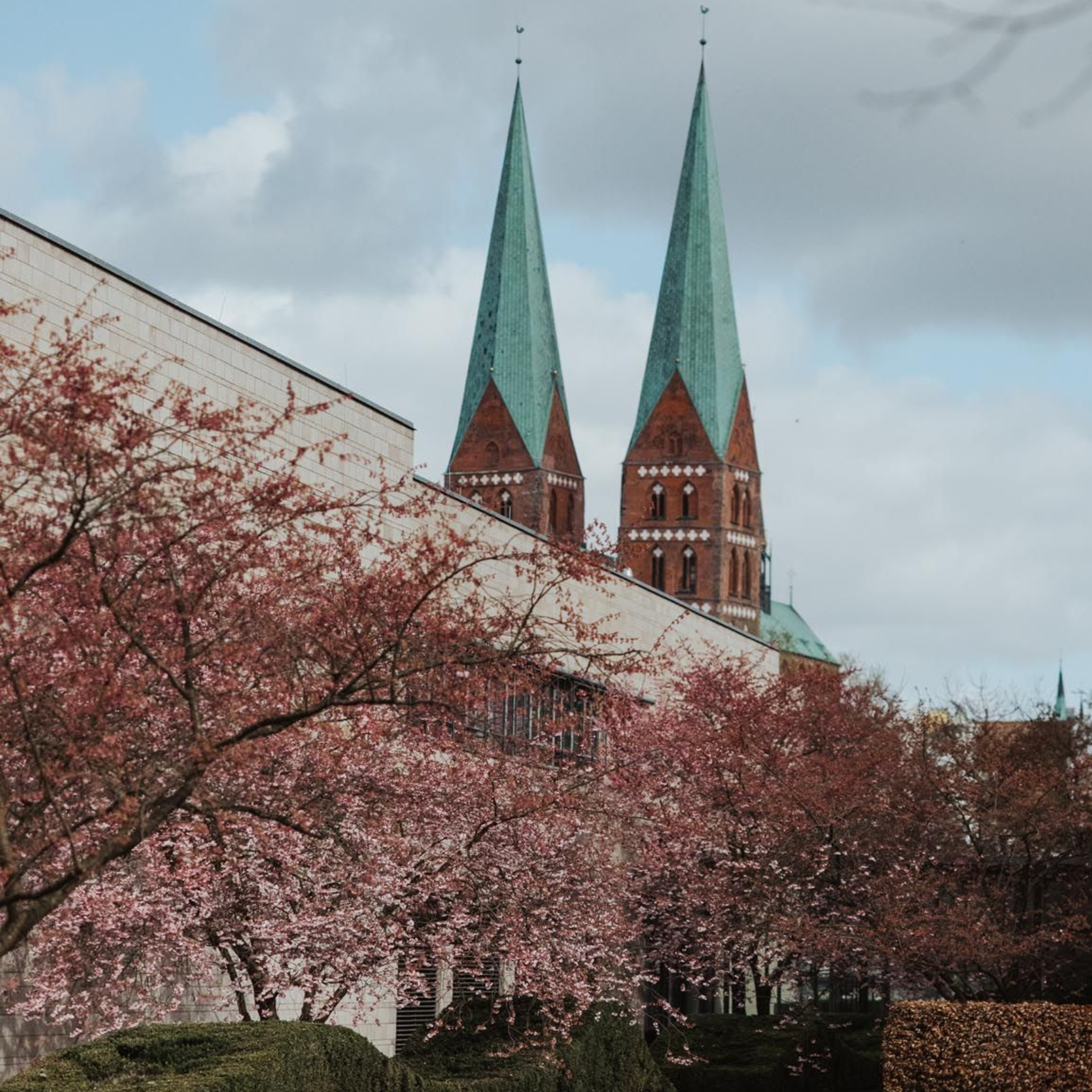 Kirschblüten vor einer Kathedrale mit zwei hohen grünen Türmen unter einem bewölkten Himmel