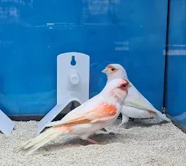 Dos pájaros blancos están parados uno al lado del otro en la arena.