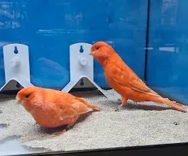 Dos pájaros naranjas están parados uno al lado del otro en un tanque.