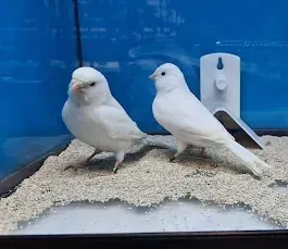 Dos pájaros blancos están parados uno al lado del otro en una jaula.