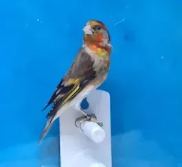 Un pequeño pájaro está posado sobre un objeto blanco sobre un fondo azul.