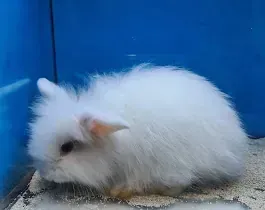 Un conejo blanco está sentado en una jaula azul.