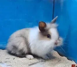 Un pequeño conejo marrón y blanco está sentado en una jaula azul.