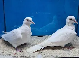 Dos palomas blancas están paradas una al lado de la otra sobre una superficie arenosa.