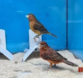 Dos pájaros están parados uno al lado del otro en una jaula.