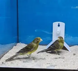 Dos pájaros están parados uno al lado del otro en un tanque.