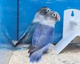 Dos pájaros morados están parados uno al lado del otro en una jaula.