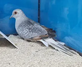 Una paloma está sentada encima de un montón de arena en una jaula.