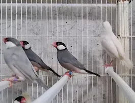 Un grupo de pájaros está sentado en una jaula.