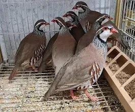 Un grupo de pájaros están parados uno al lado del otro en una jaula.