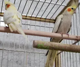 Dos pájaros están sentados en una rama en una jaula.