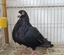 Una paloma negra está sentada en una jaula.